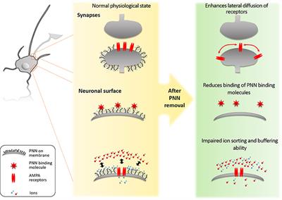 A Sweet Talk: The Molecular Systems of Perineuronal Nets in Controlling Neuronal Communication